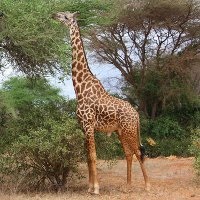 10 fapte despre girafe (specii rare) 10 lucruri despre girafe