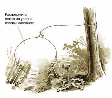 6 capcane simple pentru producția de alimente în pădure - pentru a supraviețui în situații extreme și sălbatice (capcana) 6 capcane simple pentru producția de alimente în pădure - pentru a supraviețui în situații extreme și sălbatice