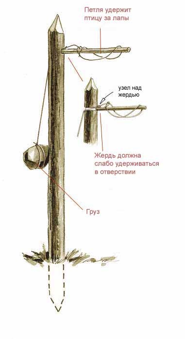 6 capcane simple pentru producția de alimente în pădure - pentru a supraviețui în situații extreme și sălbatice (capcane) 6 capcane simple pentru producția de alimente în pădure - pentru a supraviețui în situații extreme și sălbatice