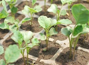 Agrotehnică lăstarilor în creștere din sămânță (creștere) Agrotehnika varza de creștere din semințe