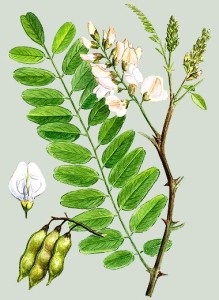Acacia - acacia (salcam) Acacia - acacia