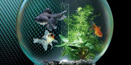 Aquarium - o bucată de natură (particule) Acvariul - o bucată de natură