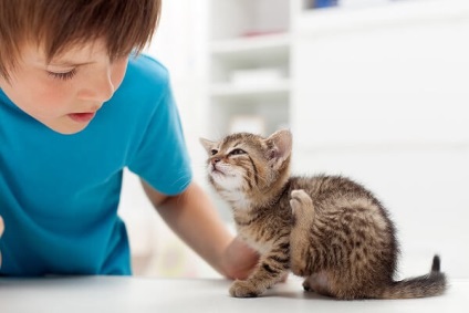 simptome alergice Cat (simptome) simptome de alergie Cat