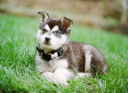 Alaska Klee Kai specii Privire de ansamblu asupra mare (foto)