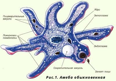 Amoeba Proteus (amoeba) amoeba Proteus