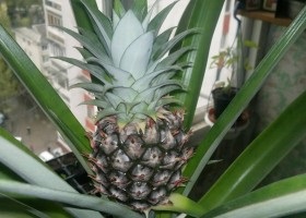 Compoziție dieta ananas, utilizarea, rețete, aplicare (utilizarea ananas) Compoziție dieta ananas, utilizarea, rețete, utilizarea