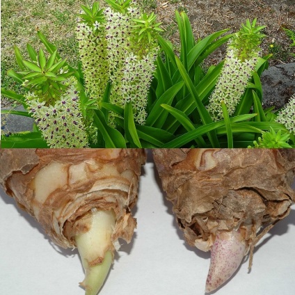 eukomis ananas crin (eucomis) fotografie, specii de grădină, de reproducere, de plantare și îngrijire (gradina) eukomis ananas crin (eucomis) fotografie, specii de grădină, de reproducere, de plantare și îngrijire