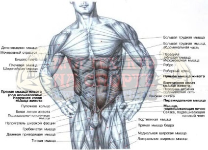 Anatomia mușchilor corpului uman