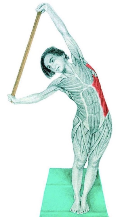 Anatomia de exerciții de stretching în imagini pentru întregul corp (obliques externe) Anatomia de exerciții de stretching în imagini pentru întregul corp