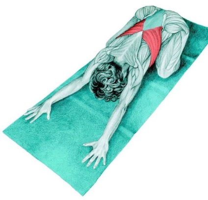 Anatomia exerciții de stretching în imagini pentru întregul corp (mușchii sternocleidomastoidian sternocleidomastoidian) Anatomia de exerciții de stretching în imagini pentru întregul corp