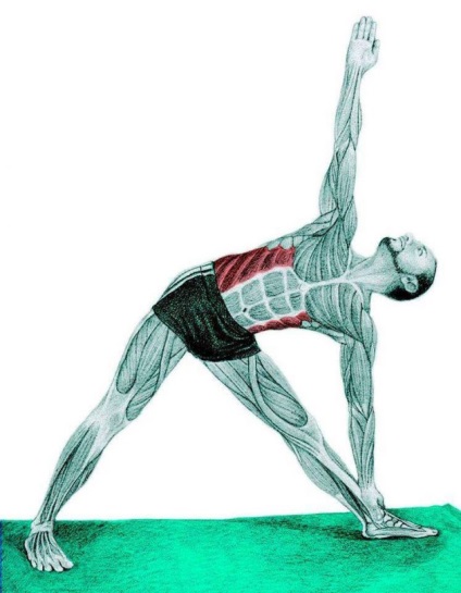 Anatomia de exerciții de stretching în imagini pentru întregul corp (obliques externe) Anatomia de exerciții de stretching în imagini pentru întregul corp