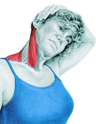Anatomia de exerciții de stretching în imagini pentru întregul corp (obliques) Anatomia de exerciții de stretching în imagini pentru întregul corp
