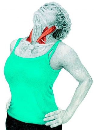 Anatomia de exerciții de stretching în imagini pentru întregul corp (obliques externe) Anatomia de exerciții de stretching în imagini pentru întregul corp