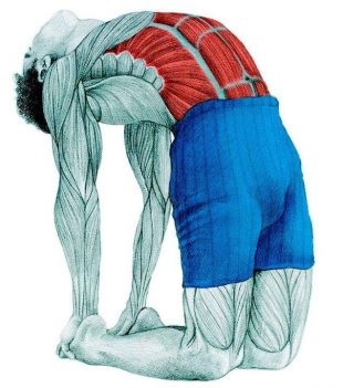 Anatomia de exerciții de stretching în imagini pentru întregul corp (obliques externe) Anatomia de exerciții de stretching în imagini pentru întregul corp