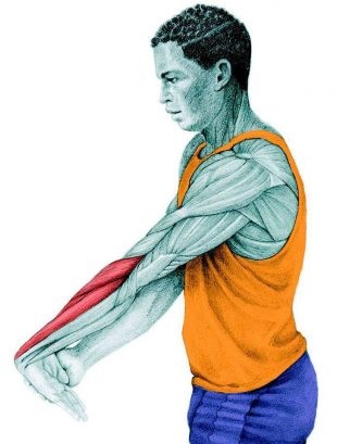 Anatomia de exerciții de stretching în imagini pentru întregul corp (obliques) Anatomia de exerciții de stretching în imagini pentru întregul corp