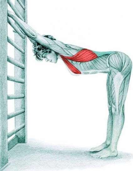 Anatomia de exerciții de stretching în imagini pentru întregul corp (obliques externe) Anatomia de exerciții de stretching în imagini pentru întregul corp