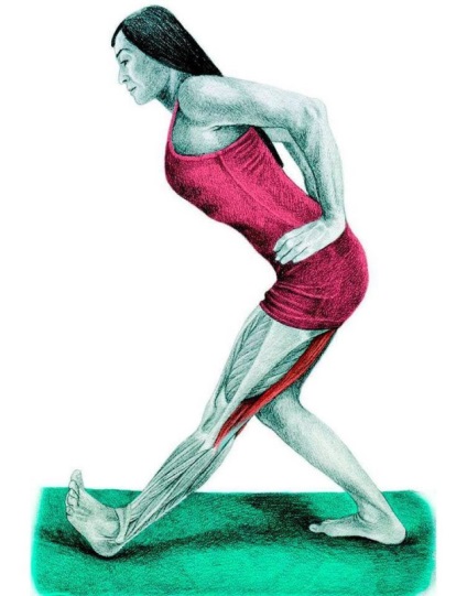 Anatomia de exerciții de stretching în imagini pentru întregul corp (mușchiul sternocleidomastoidian întindere) Anatomia de exerciții de stretching în imagini pentru întregul corp
