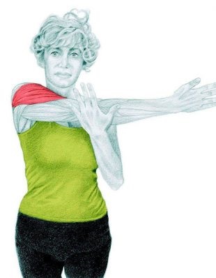 Anatomia de exerciții de stretching în imagini pentru întregul corp (obliques) Anatomia de exerciții de stretching în imagini pentru întregul corp