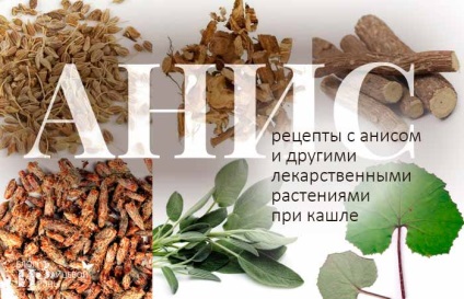 Anason ordinară (anason) anason ordinară
