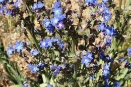 Anhuza (Bugloss) - o fotografie de flori, plantare și îngrijire de grădină, zi de vară rezident (culoare) Anhuza (Bugloss) - o fotografie de flori, plantare și îngrijirea grădinii, ziua rezident de vară
