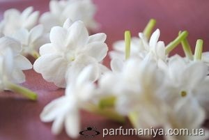 Parfum miros de iasomie (iasomie) Aromele de iasomie mirositoare