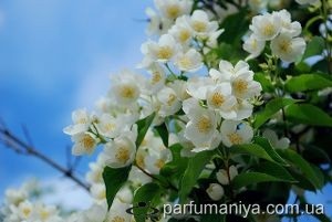 Parfum miros de iasomie (iasomie) Aromele de iasomie mirositoare