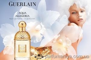Parfum miros de iasomie (iasomie) Aromele de iasomie mirositoare