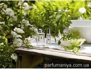 Parfum miros de iasomie (iasomie) Aromele de iasomie mirositoare