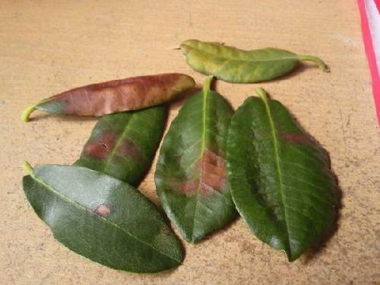 Azalea picături frunze care fac (azalee) Azalea picături frunze, ce să facă