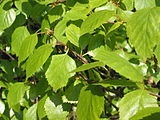 Betula pubescens - ea (medicina populară oficial) Betula pubescens - l