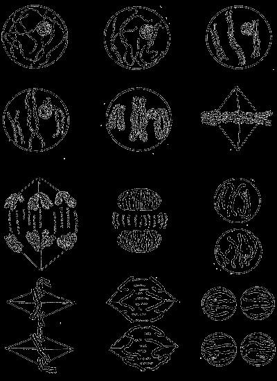 Dicționar de Biologie (două bare consecutive) Dicționar biologie