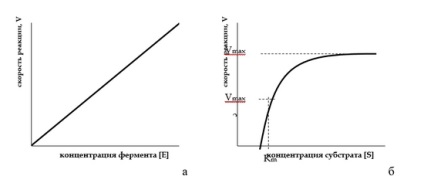 studenți Biologie - 27 (rata reacțiilor enzimatice) studenți Biologie - 27