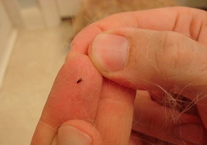 Puricii în apartament unde și cum să scape de sânge supt insecte (purici apartament subsol pentru a scăpa) Puricii în apartament unde și cum să scape de țânțari
