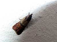 Puricii în apartament unde și cum să scape de sânge supt insecte (purici remediu pentru apartament) Puricii în apartament unde și cum să scape de țânțari