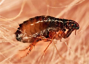 Puricii în apartament unde și cum să scape de sânge supt insecte (de la) Puricii în apartament unde și cum să scape de țânțari