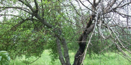 Boli si daunatori de fotografii de peri, de ce nu de culoare și blackens și putrezește sau fructe (arbori) Boli si daunatori de fotografii de peri, de ce nu de culoare și devine negru, degradare și rodirea