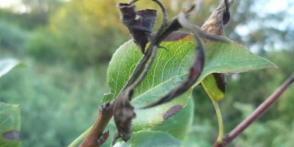 Boli si daunatori de fotografii de peri, de ce nu de culoare și blackens și putrezește sau fructe (de ce) Boli si daunatori de fotografii de peri, de ce nu de culoare și devine negru, degradare și rodirea