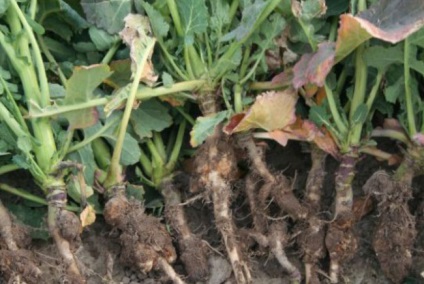 Combaterea bolilor cauzate de sol sărac (boli) Combaterea bolilor cauzate de sol sărac