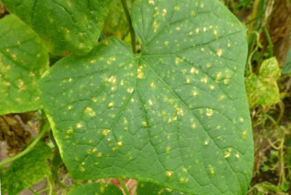 Combaterea bolilor cauzate de sol sărac (tăciunele) Combaterea bolilor cauzate de sol sărac