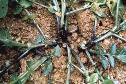 Combaterea bolilor cauzate de sol sărac (boli) Combaterea bolilor cauzate de sol sărac