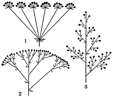 Botanică, Vol i (asexuată reproducerea sexuală) Botany, Voi i