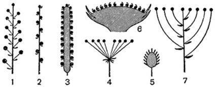 Botanică, Vol i (botricheskie cyme) Botany, Voi i