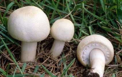 Vindecarea cicoare (sănătate) cicoare vindecarea
