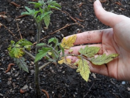 Murdărirea viola (murdăririi) Violă fertilizat