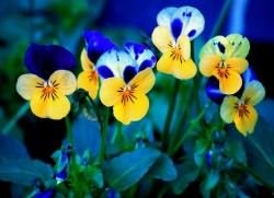 Viola fecundat (Viola ingrijire de plantare) Violă fertilizat