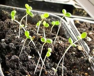 Viola murdărirea (Viola) Violă fertilizat