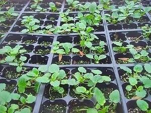 Viola fecundat (Viola ingrijire de plantare) Violă fertilizat