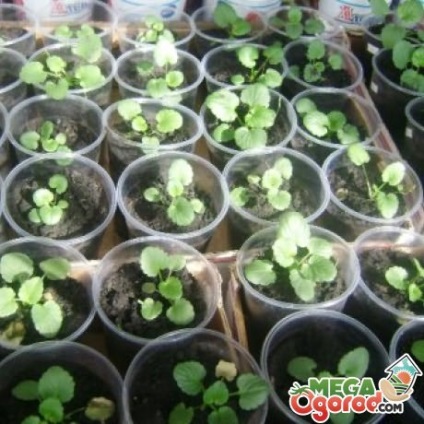 Viola fecundat (răsadurilor Viola If) Violă fertilizat