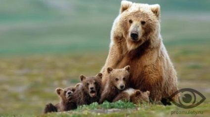 Camera Bear (camera) camera de urs