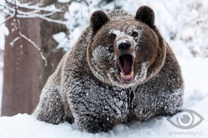 Camera Bear (palate) camera de urs